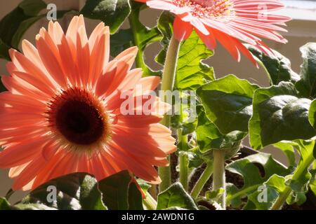 Sunlighted gerbera flowers in a pot. Spring flowering. Stock Photo