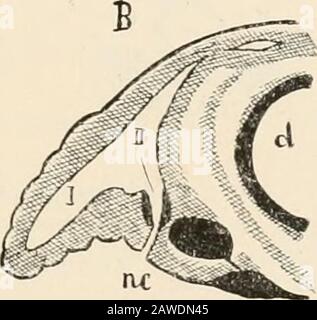 Text-book of comparative anatomy . The divisions of the Bopyri