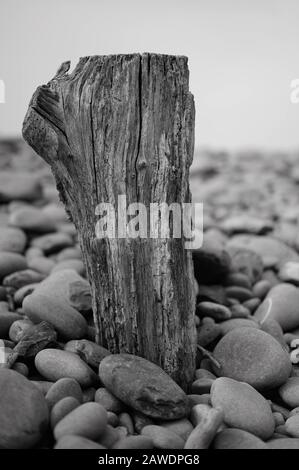 Worn wooden post in a pebble bank. Stock Photo