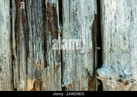 Detail of stacked driftwood pilings Stock Photo
