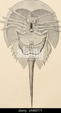 Text-book of comparative anatomy . rE AX A TOMY CHAP. to the body) a gill consisting of numerous integumental folds,arranged like the leaves of a book.. Fin. 284.—Limulus polyphemus, young specimen from the ventral side (after Packard). The leaf-like feet serve for swimming as well as for breathing.A sternal encloskeleton is present. XIPHVXURA 419 Nervous System.--The central nervous system consists of aganglionic mass lying in the cephalothorax and surrounding the oeso-  ^ It &lt;L4 m. inn an. Stock Photo