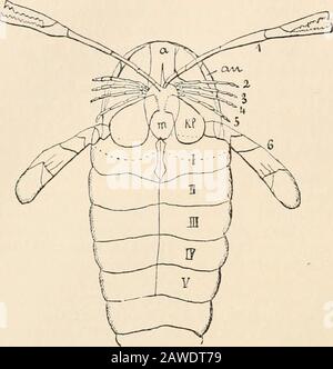 Text-book of comparative anatomy . The unsegmented head is relatively small, and carries 2compound lateral eyes, and very near the median line 2 ocelli. Thethorax and abdomen each consist of 6 segments. The 6th abdominalsegment is followed by a caudal stylet or a fin - shaped terminalsegment. Extremities.—The division described as the head carries 6 pairsof extremities, composed of simple rows of joints, and thus not 416 COMPARA TIVE AN ATOM Y CHAP. biramose. The anterior pair lies in front of the mouth, and inEurypterus is a small finely jointed pair of feelers, while in Pterygotus it is a pa Stock Photo