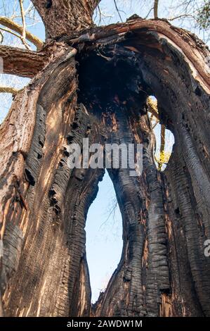Giant willow tree burnt inside, Hollow trunk still alive. View from inside Stock Photo