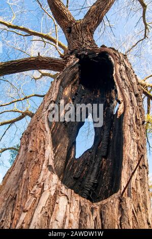 Giant willow tree burnt inside, Hollow trunk still alive. Stock Photo