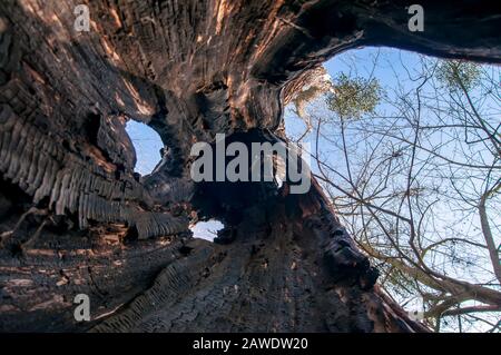 Giant willow tree burnt inside, Hollow trunk still alive. View from inside Stock Photo