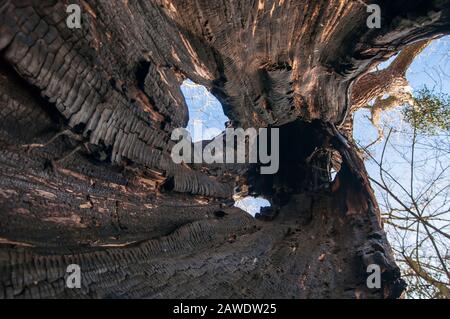 Giant willow tree burnt inside, Hollow trunk still alive. View from inside Stock Photo