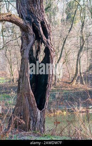 Giant willow tree burnt inside, Hollow trunk still alive. Stock Photo