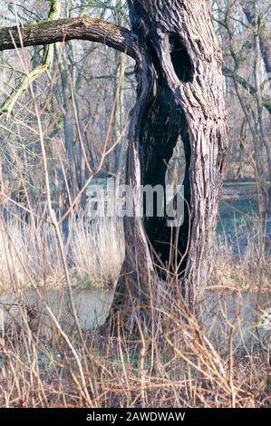 Giant willow tree burnt inside, Hollow trunk still alive. Stock Photo