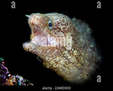 A Barred-fin Moray Eel (Gymnothorax zonipectis) Stock Photo