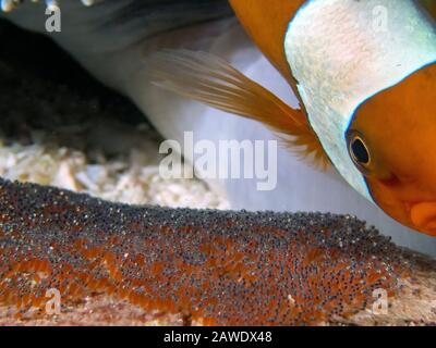 Saddleback Clownfish (Amphiprion polymnus) looking after their eggs Stock Photo