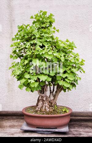 Miniature mature ginkgo biloba bonsai tree growing in a potted container. AKA maidenhair tree. Stock Photo
