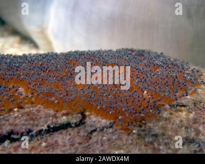 Saddleback Clownfish (Amphiprion polymnus) looking after their eggs Stock Photo