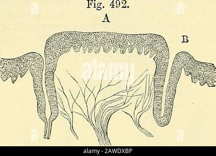 Quain's elements of anatomy . a3cum, like the arms of the letter V. Theyare situated in cup-like depressions of the mucous membrane, and havethe shape of a truncated cone, of which the smaller end is attached tothe iDottom of the cavity, and the broad flattened base appears on thesurface (fig. 492). They are therefore surrounded by a circular trench(fossa), around which again is an annular elevation of the mucous mem- TASTE-BTJDS. 567 brane (vallum), and in some of them there is found a central depression,into which the ducts of one or more glands open. The stratifiedepithehum covering the pap Stock Photo