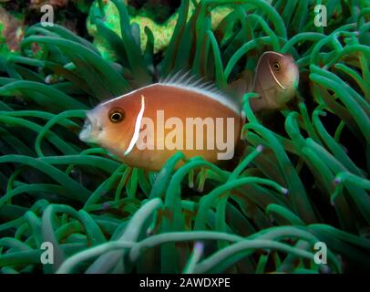 A Skunk Anemonefish (Amphiprion perideraion) Stock Photo