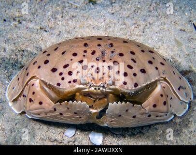 Smooth Box Crab (Calappa calappa) Stock Photo