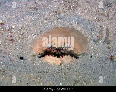 Smooth Box Crab (Calappa calappa) Stock Photo