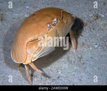 Smooth Box Crab (Calappa calappa) Stock Photo