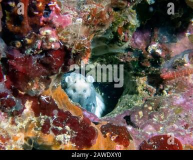 A partially hidden snake eel in a hole in the coral reef Stock Photo
