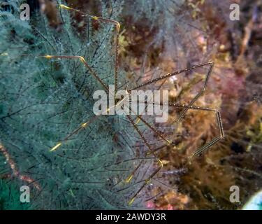 Spider Squat Lobster (Chirostylus dolichopus) Stock Photo