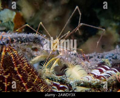 Spider Squat Lobster (Chirostylus dolichopus) Stock Photo