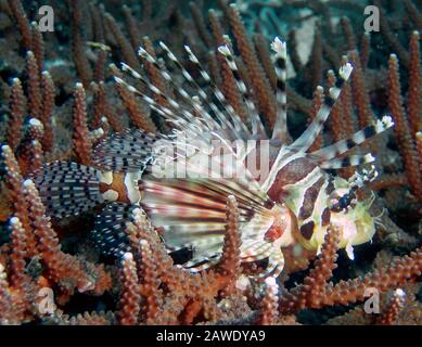 A Spotfin Lionfish (Pterois antennata) Stock Photo