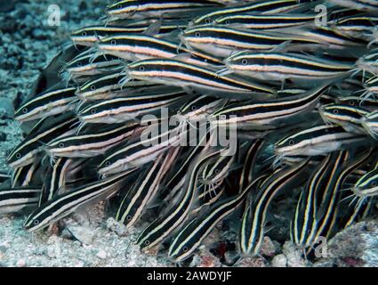 Striped Eel Catfish (Plotosus lineatus) Stock Photo