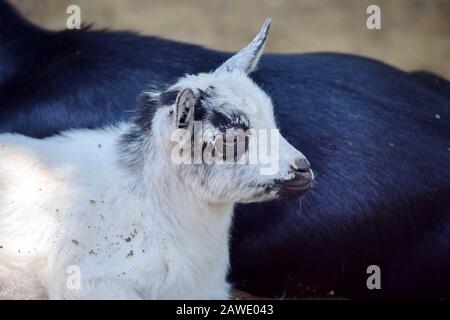 Small Cub of Wild Goat Capra Aegagrus Hircus Lying on Mothers Back Stock Photo