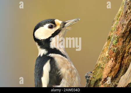Great spotted woodpecker (Dendrocopos major), Female searching for food on old tree trunk, Animal portrait, Wild animals, North Rhine-Westphalia Stock Photo