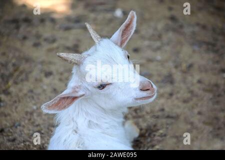 Small White Goat Baby Capra Hircus Looking Up Stock Photo