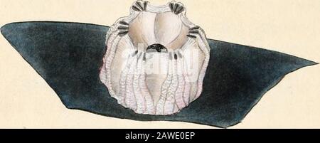 Lepas sp hi-res stock photography and images - Alamy