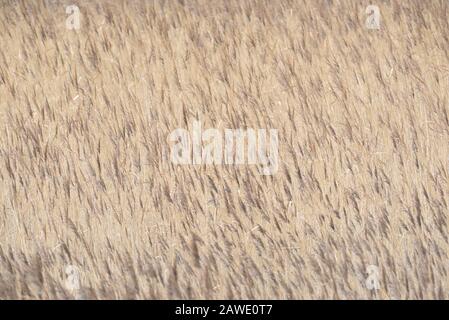 Common reed (Phragmites australis) in the wind, background image, North Sea, Norddeich, Lower Saxony, Germany Stock Photo