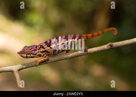 Rhinoceros chameleon (Furcifer rhinoceratus) in pregnancy dyeing, sitting on a branch, Ankarafantsika, West Madagascar, Madagascar Stock Photo