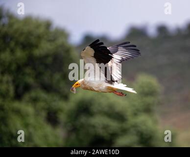 Egyptian Vulture (Neophron percnopterus) with hive residue in flight, Extremadura, Spain Stock Photo