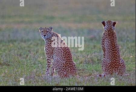 Two Cheetahs (Acinonyx jubatus) looking for prey, Masai Mara National Reserve, Kenya Stock Photo