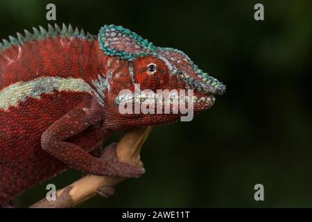 Panther chameleon (Furcifer pardalis), male, animal portrait, Ankaramibe, Northwest Madagascar, Madagascar Stock Photo