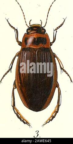 Iconographie et histoire naturelle des coléoptères d'Europe ; . Stock Photo