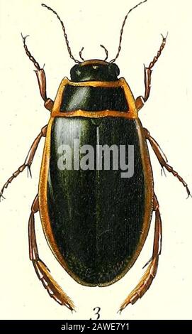 Iconographie et histoire naturelle des coléoptères d'Europe ; . Stock Photo