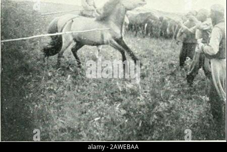 Sport and science on the Sino-Mongolian frontier . A Herd of Mongol Ponies. Examining Teeth of Wild Pony. Stock Photo