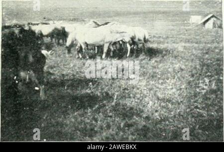 Sport and science on the Sino-Mongolian frontier . 5REAKING A WiLD PONY.. Stock Photo