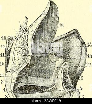 Quain's elements of anatomy . aryteno-epiglottidean muscles, with which theyare closely associated both in the disposition of their fibres and in theiraction. The arytenoid muscle (fig. 45G, 2) passes straight acrossbetween the arytenoid cartilages, and its fibres are attached to the wholeextent of the concave surface on the back of each. The aryteno-epiglottidean muscles (fig. 456, 5 ; fig. 458, l.ar.ep) arising nearthe inferior and outer angles of the arytenoid cartilages, decussateone with the other, and their fibres are partly attached to the upperand outer part of the opposite cartilage, Stock Photo