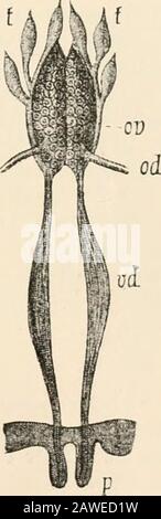 Text-book of comparative anatomy . These large, characteristically-deformedparasites (Fig. 253) are protandrously hermaphrodite, but thereare, besides, small males (Fig. 254, A) which have remained ina larval stage, and besides these again other degenerate so-calledcomplementary males. Out of several larva? which reach thehost, those which have the best place on its body and are bestnourished probably develop into adults which function as females,the second - best nourished larvae remain as males in a larvalstage, and all the others become degenerate complementarymales. The Bopyridfe, which ar Stock Photo