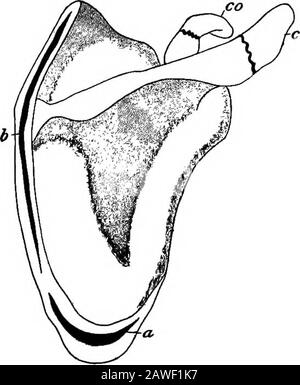 The science and art of midwifery. Fig. 59.—Mouth of embryo of thirty-five  days (Coste). 1, frontal proeess widely sloped atits inferior portion ; 2,  2, incisor processes produced by this sloping;