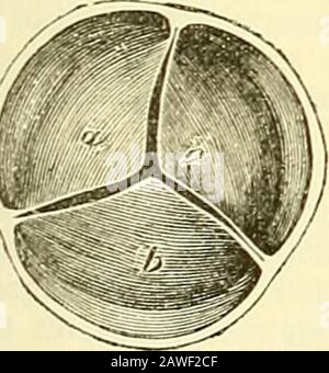 Quain's elements of anatomy . As on the right side, the two sets of chordfe tendinete from the papillarymuscles proceed each to an angle between the two segments, and are attached inlike manner to their margins and ventricular sui-faces (fig. 426, and fig. 428 B, e),so that the musculi papillares, when they contract, tend to bring the edges of theflaps together. The chordfe tendinete are stronger and less numerous than in theright ventricle. Small bands, ijartly muscular partly tendinous, may often befound crossing the cavity of the ventricle in various directions. They appear tobe vestiges of Stock Photo