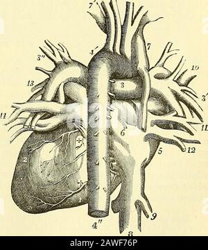 Quain's elements of anatomy . Fig. 421.. The heart, therefore, has a veryI I 482 THE HEART. oblique position in the chest, and projects farther into the left thaninto the right half of the canity. Its position is affected to a certainextent by that of the body ; thus it comes more into contact with theanterior wall of the chest when the body is in the prone posture or islying- on the left side. In inspiration, on the other hand, when thediapln^agm sinks and the lungs expand, it recedes slightly from thechest-wall. The heart is attached at its base to the great blood-vessels, and theserous laye Stock Photo