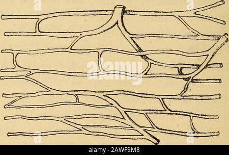 The essentials of healthA text-book of anatomy, physiology, hygiene, alcohol, and narcotics . Fig. 72. A muscular fiber, showing the nuclei,magnified.. Fig. 73. The capillary blood vessels of muscle, magnified. The draw-ing is made from the same specimen as Fig. 71, only the muscular fibersare not shown. THE MUSCLES. 183 Stock Photo