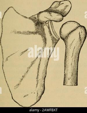 The essentials of healthA text-book of anatomy, physiology, hygiene, alcohol, and narcotics . Fig. 68. The upper surface of theskull, showing the sutures, or immova-ble joints. 1 HE SKELETON. 177 example of a hinge joint. The movement is Limited, for while the arm can be bent forward and then straight-. Fig. 69. The scapula and humerus in proper position to form the ball-and-socket joint of the shoulder. ened, yet it cannot be bent backward. The knee isanother example of this joint. Stock Photo