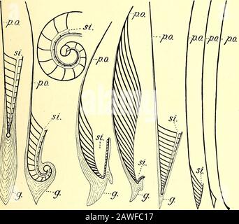 A guide to the fossil invertebrate animals in the Department of geology and palaeontology in the British museum (Natural history) . er view. (After dOrbigny.) having this general structure and a solid guard lived to theclose of the Cretaceous Epoch, when they disappeared. Whereas the Ammonites left no descendants, thebelemnites appear to have become changed into other forms.One of these, Belosejoia, is found in the Eocene London ClayTable-case (Fig. 85 d). Here the guard has become reduced in size, andthe septa stretch in an upward curve from the apex of theshell (corresponding to the belemnit Stock Photo