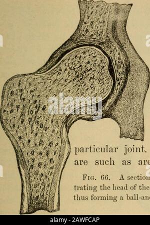 The essentials of healthA text-book of anatomy, physiology, hygiene, alcohol, and narcotics . Fig. 65. Front view of the bones ofthe shoulder: (1) the clavicle; (2) aprocess which extends from the back ofthe scapula, and which can be felt as aprominence on the back of the shoulder ;(3) the scapula ; (4) the humerus. Thejoint is enclosed by ligaments. is then said to be outof joint, or dislocated. In a few healthy persons theligaments are very loose, so that, by the action of themuscles alone, some of the joints can be dislocated atwill. Such persons are said to have loose joints. Varieties of Stock Photo