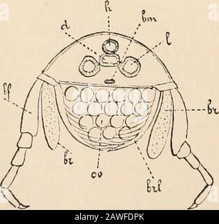 Text-book of comparative anatomy . (niaxillipecle) ischaracterised by the fact that the distal jointof the protopodite, and in ihe Amphipoda theproximal joint of the endopodite as well, car-ries a masticatory plate (lacinia). The Amphipoda are distinguished by thefact that the middle and posterior thoracicfeet carry on the basal joints of their proto-podites pouch-like gills (epipodites) (Fig. 218),FIG. 218.— Corophium longicorne (Am- which, however, by the fusing of the basalphipod). Transverse section through the joints with the skeleton of the trunk may bethorax (after Delage.) d, Intestine Stock Photo