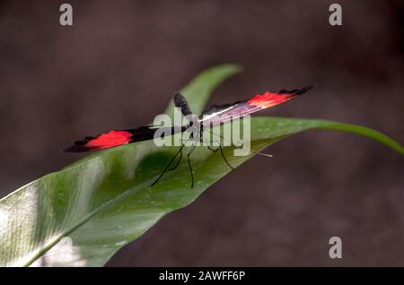 Postman butterfly lands on a wide green leaf in a summer garden Stock Photo